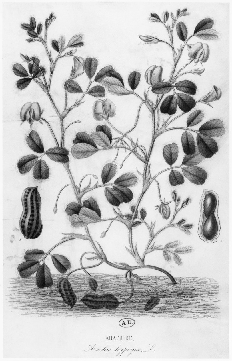 Arachide (Arachis hypogaea) - French School