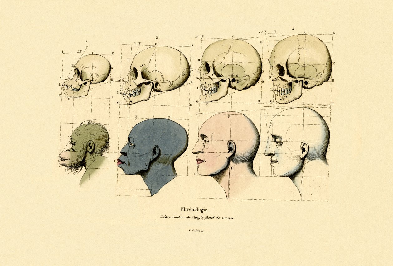 Phrenologie, 1833-39 - French School