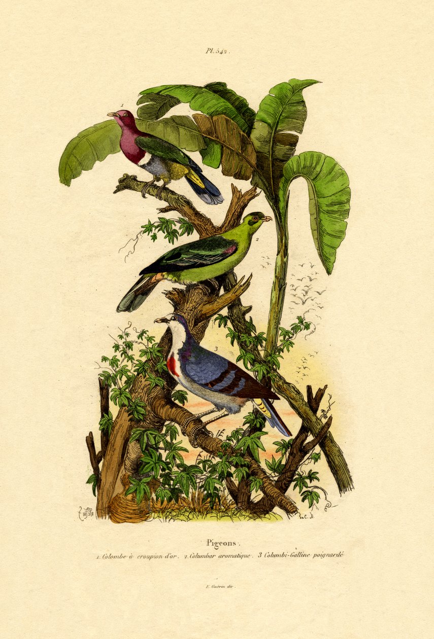 Pigeons, 1833-39 - French School