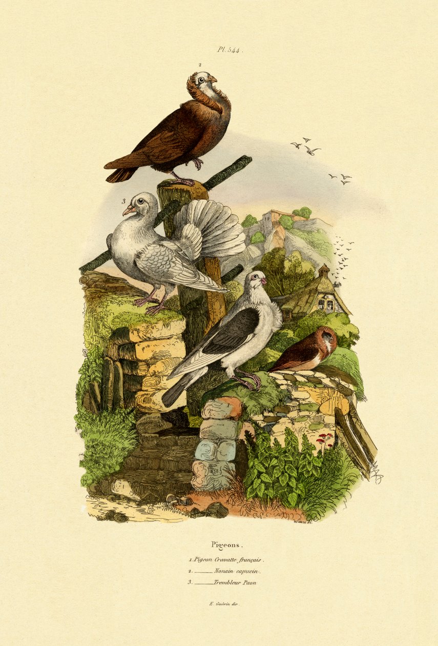 Pigeons, 1833-39 - French School