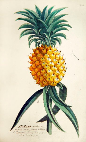 Ananas - French School