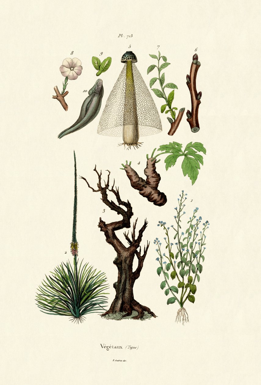 Plantes - French School