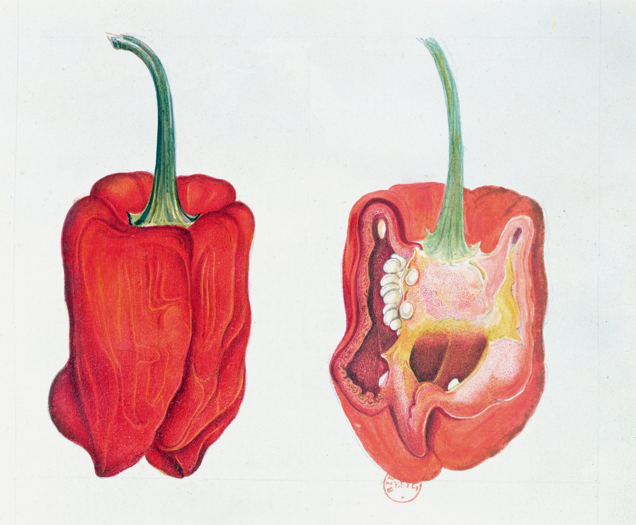 Piment rouge, planche botanique - French School