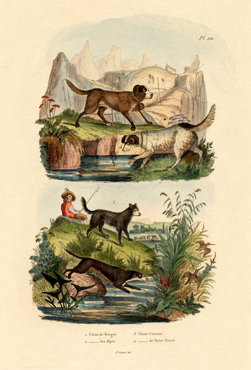 Chien de berger, 1833-39 - French School