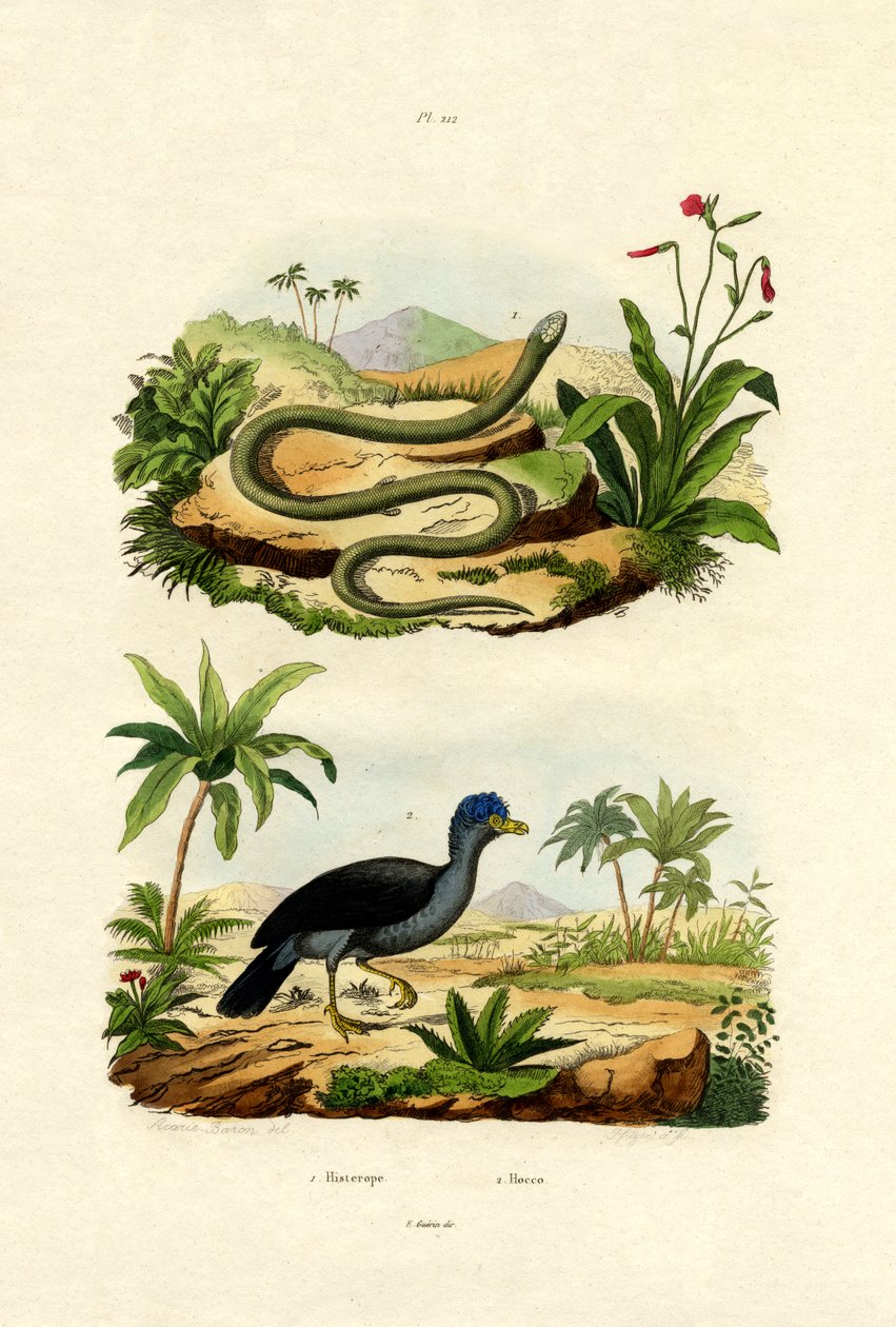 Serpent - French School