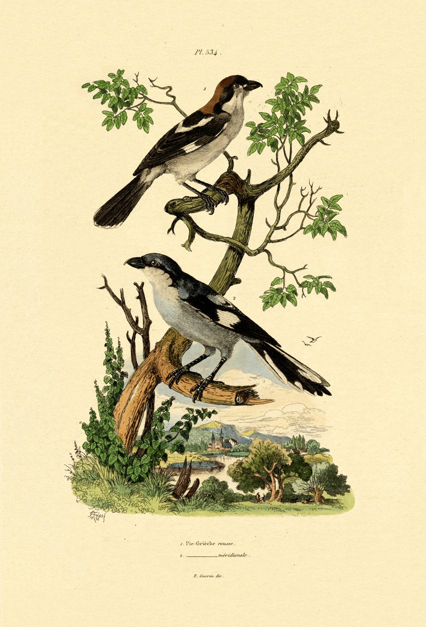 Pie-grièche méridionale, 1833-39 - French School