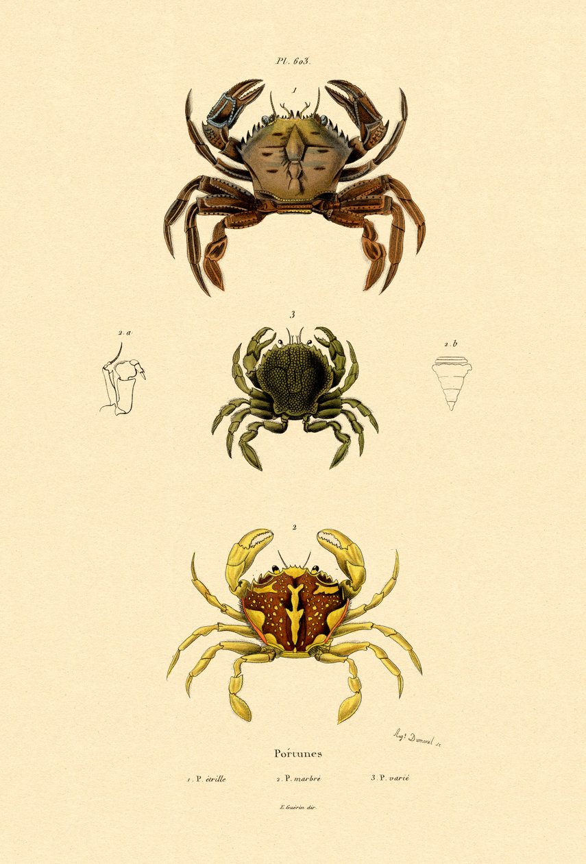 Crabes nageurs - French School