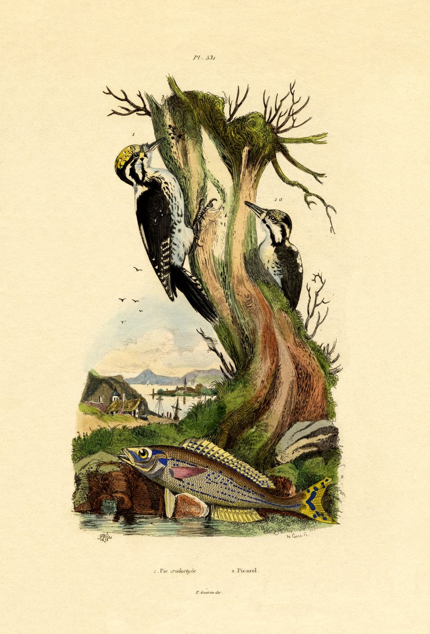 Pic tridactyle, 1833-39 - French School