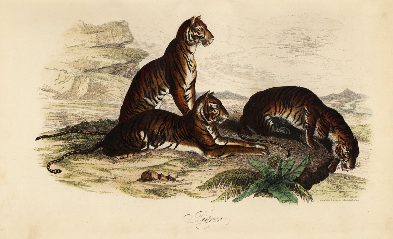 Tigre, Panthera tigris - French School