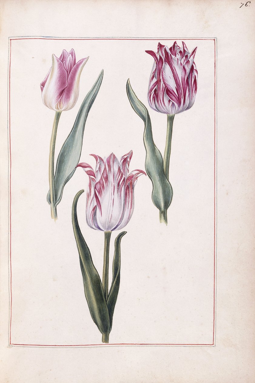 Tulipes, 18e siècle - French School