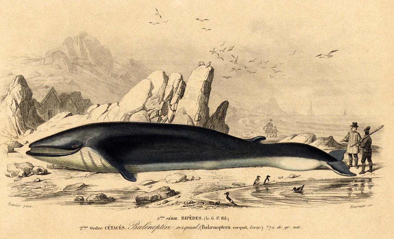 Baleine ou baleinoptère (Balaenoptera rorqual) - French School