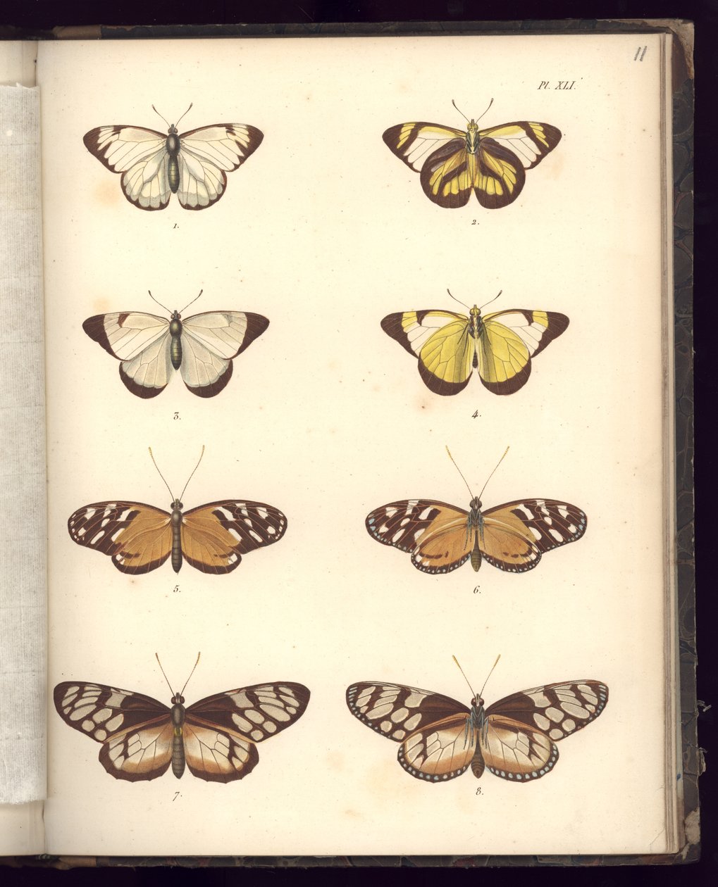 Lépidoptères, Pl.XLI, illustration de 