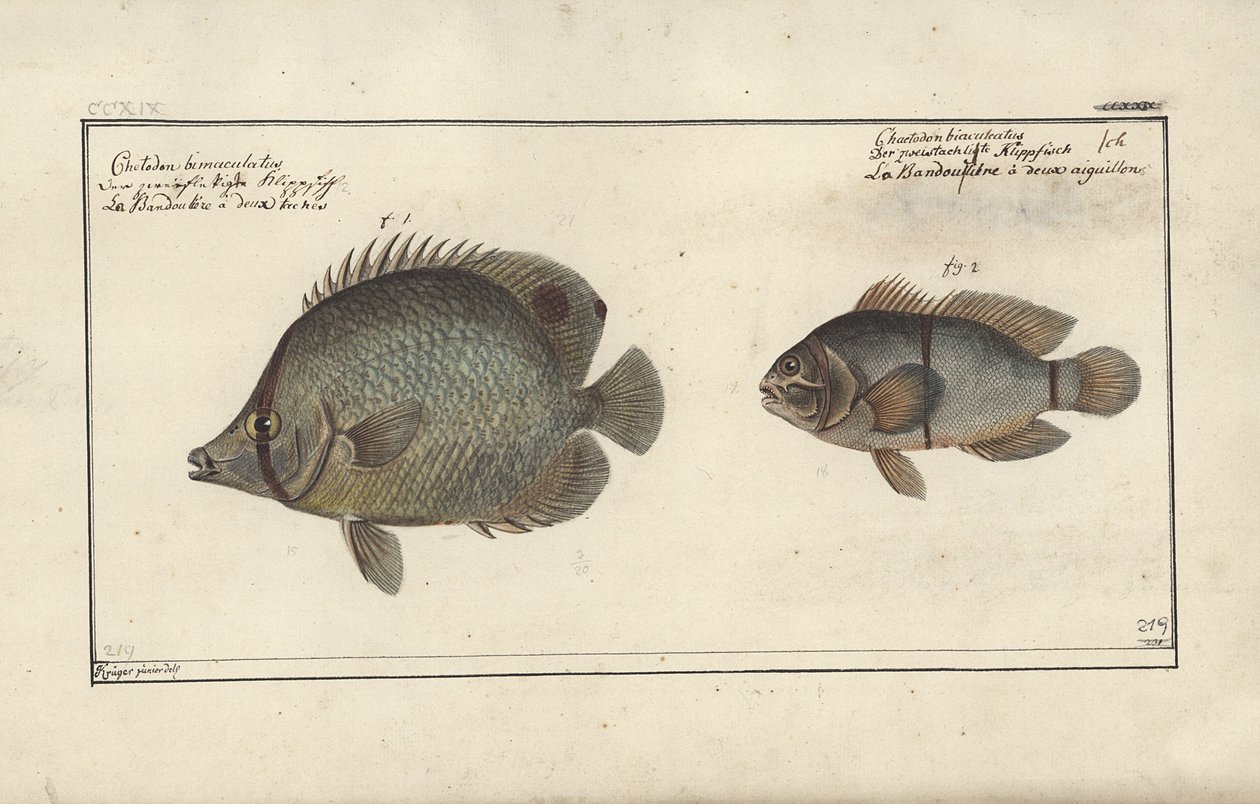 Chaetodon ocellatus, avant 1790 - Friedrich August Kruger