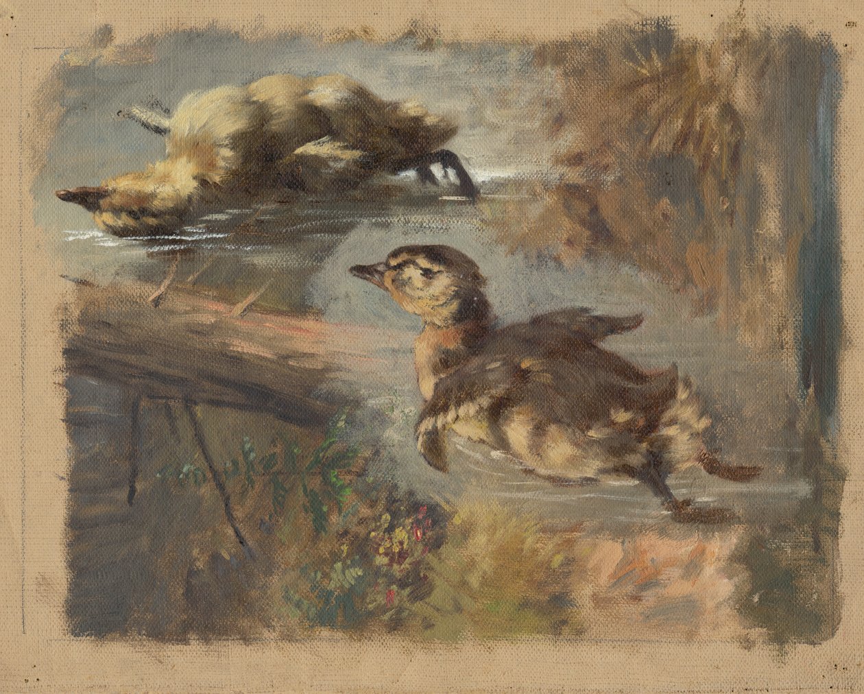 Étude de canards sur l