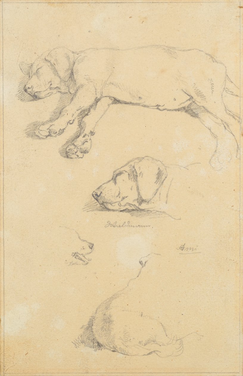 Études de chiens : Waldmann et Ami - Friedrich August Mathias Gauermann