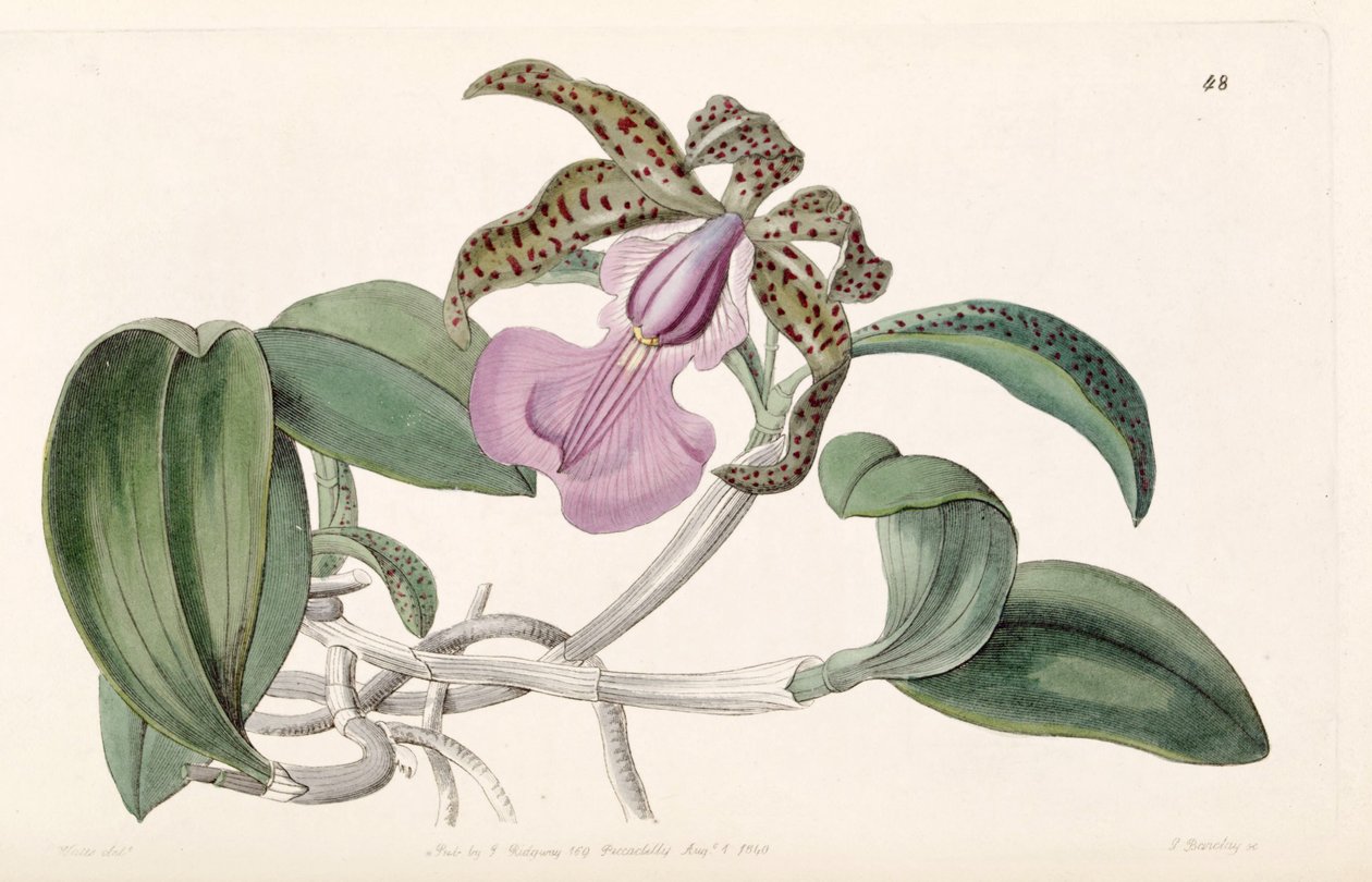 Cattleya aclandiae - G. Barclay