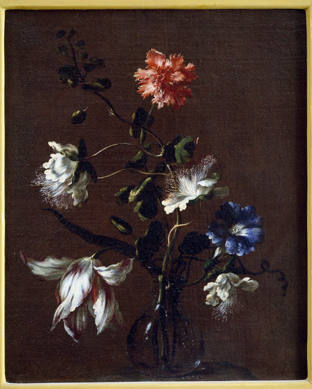Nature morte de fleurs de câprier, œillets, liseron et tulipes - Gasparo Lopez