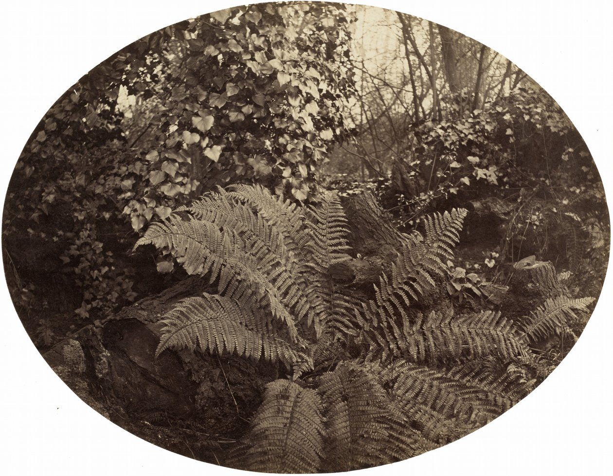 Frondes d