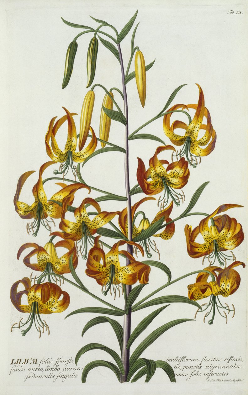 Lys turc américain, c.1740 (gravure coloriée à la main) - Georg Dionysius Ehret