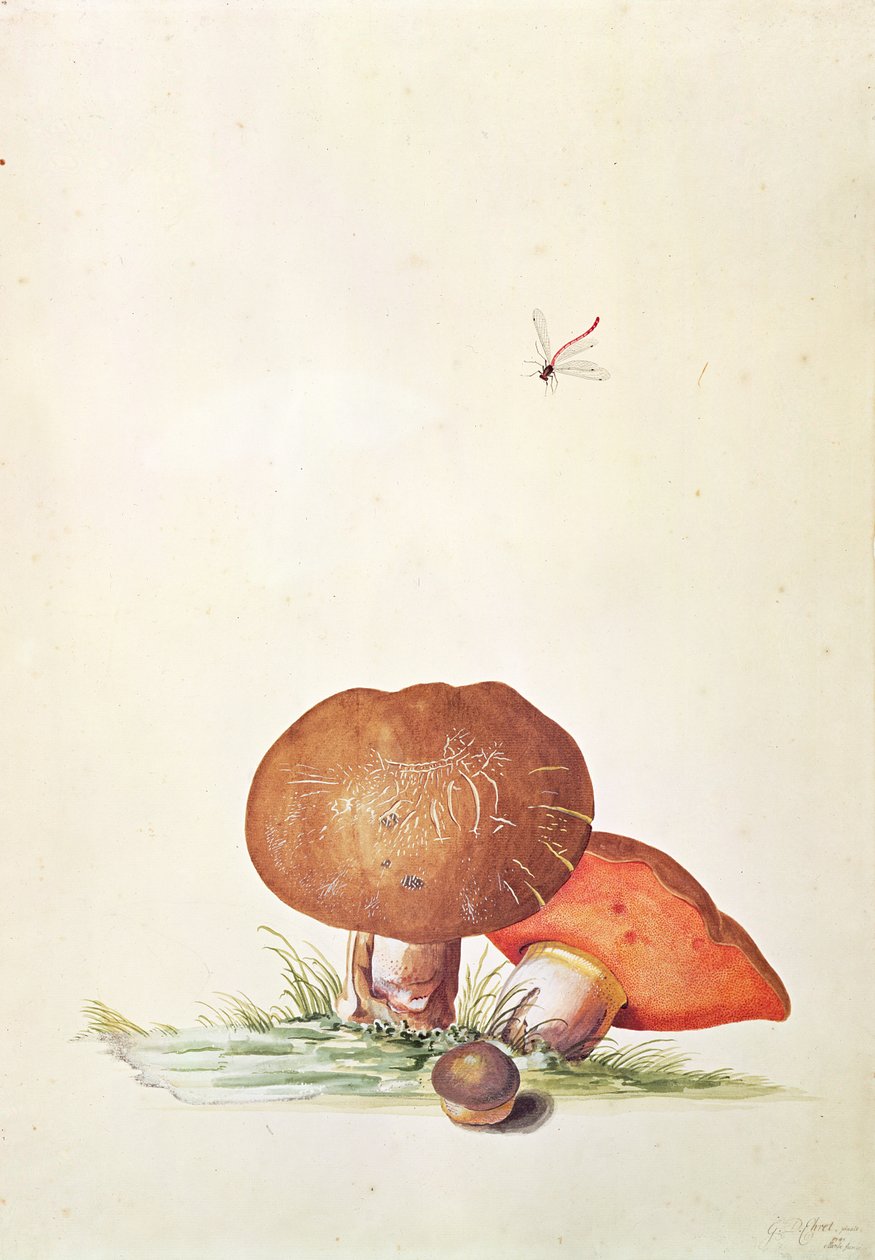 Cèpe avec demoiselle libellule - Georg Dionysius Ehret