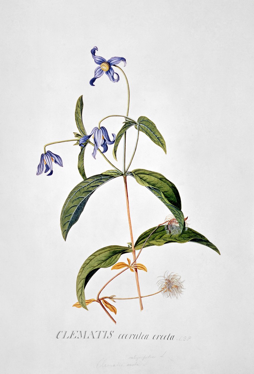 Clématite : Integrafolia - Georg Dionysius Ehret