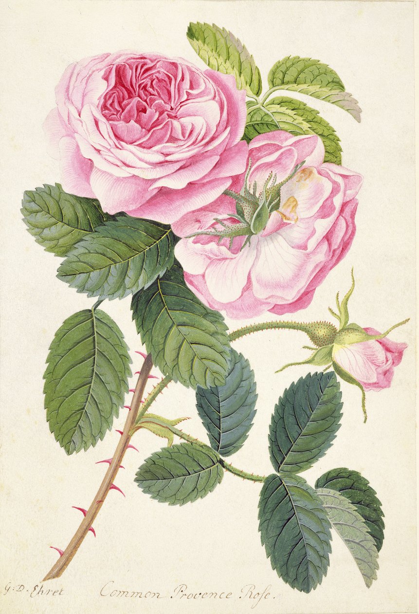 Rose de Provence commune - Georg Dionysius Ehret