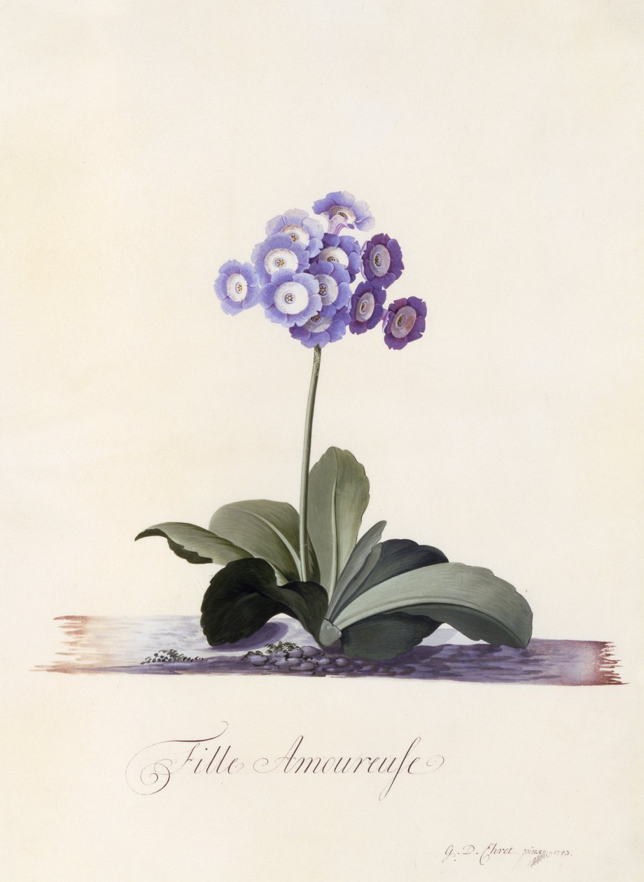 Auricule de jardin, Fille Amoureuse, c.1743 (gravure colorée à la main) - Georg Dionysius Ehret
