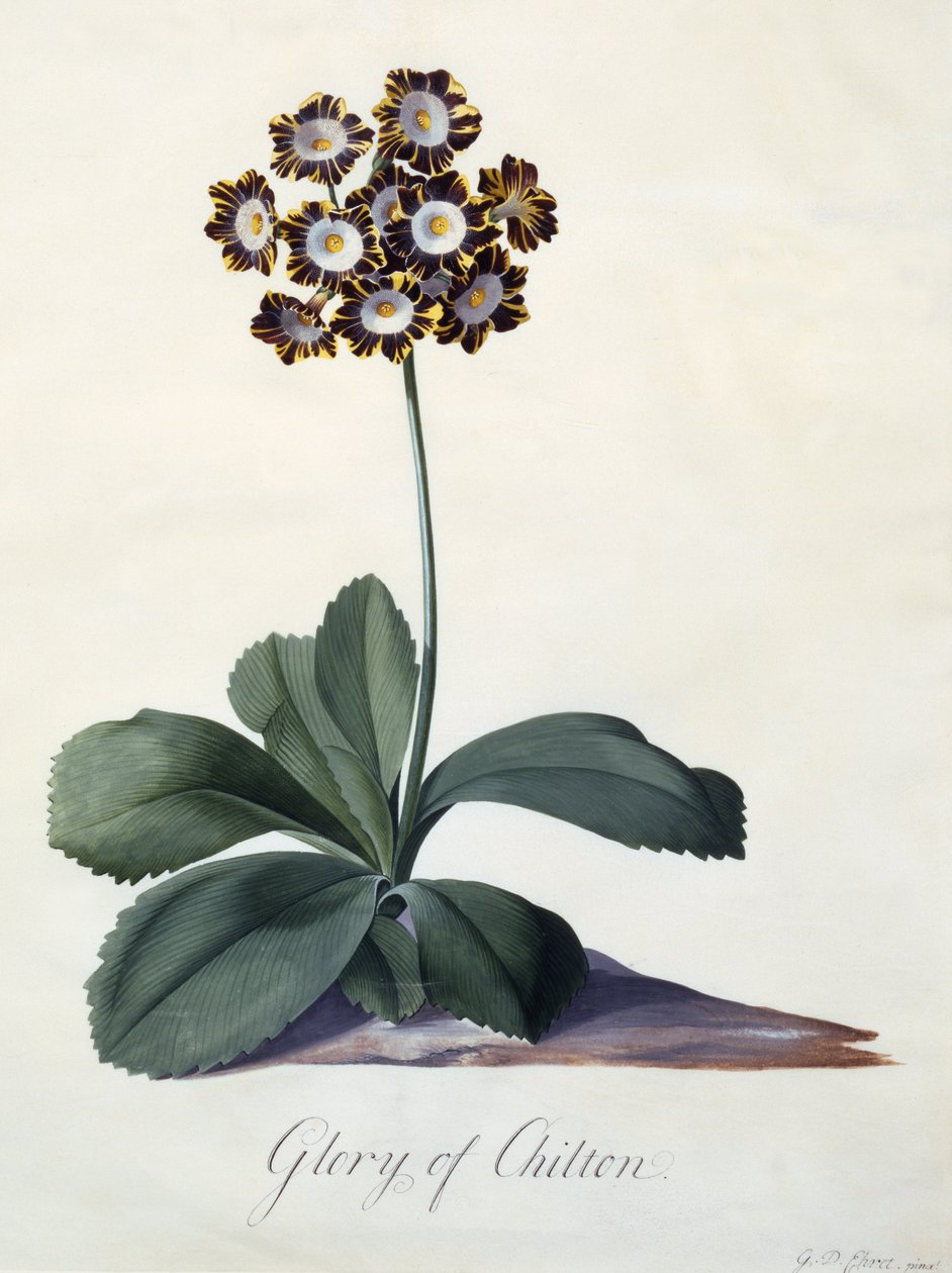 La Gloire de Chilton, vers 1745 (gravure coloriée à la main) - Georg Dionysius Ehret