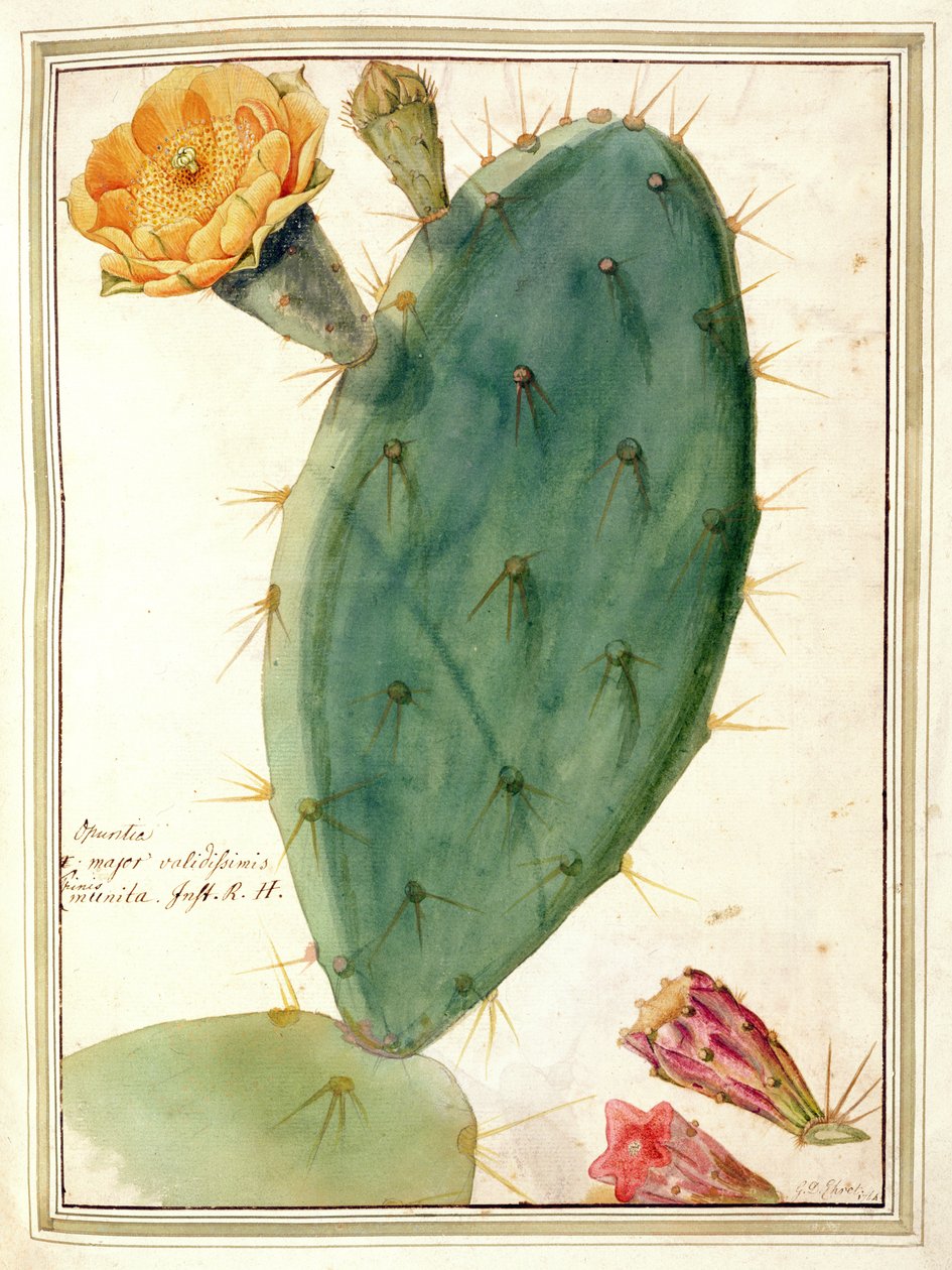 PD.115-1973. f38 (détail) de Cactus avec Fleur Orange, c.1764 - Georg Dionysius Ehret