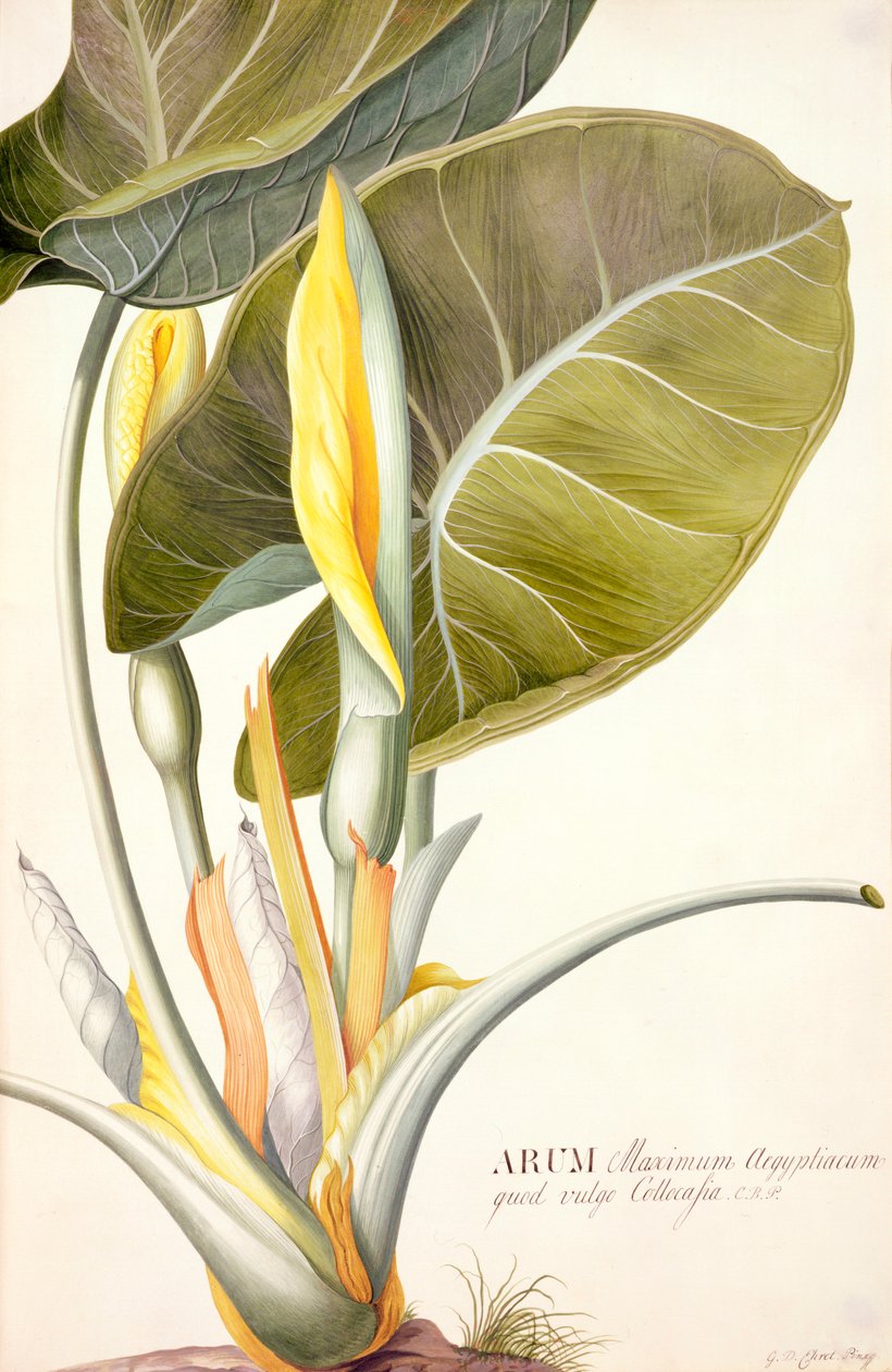 PD.116-1973f.14 Arum maximum aegyptiacum, c.1740-45 - Georg Dionysius Ehret