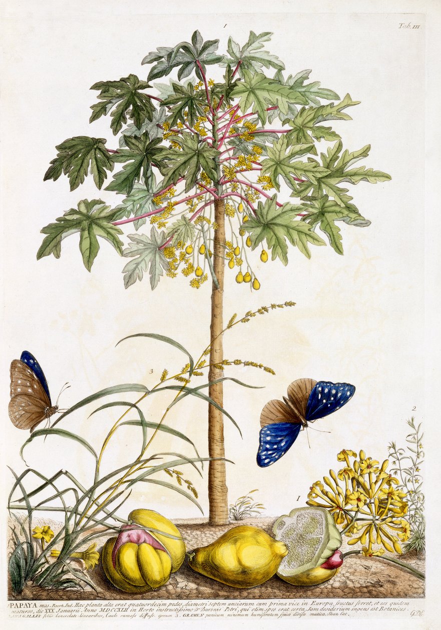 Papaye, c.1748 - Georg Dionysius Ehret