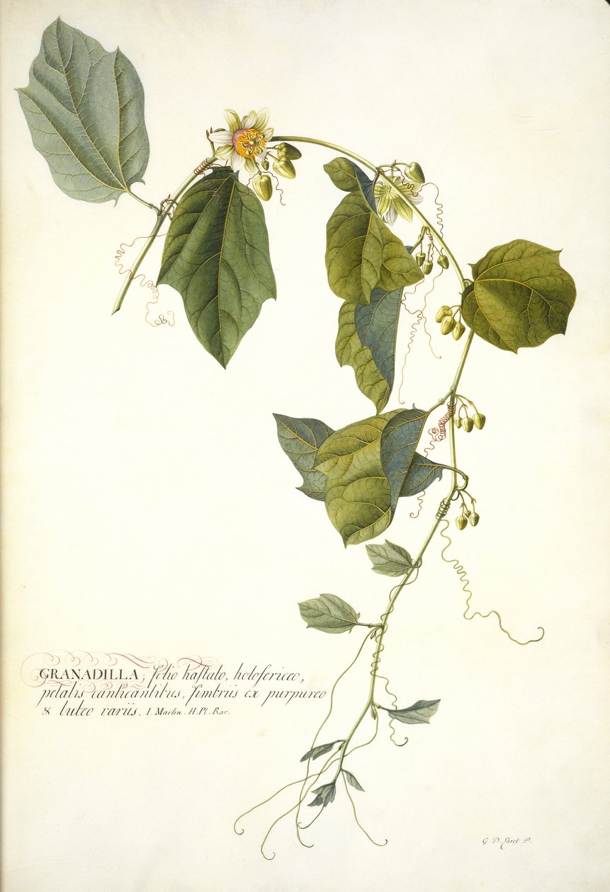Passiflora holosericea (Fleur de la Passion) - Georg Dionysius Ehret