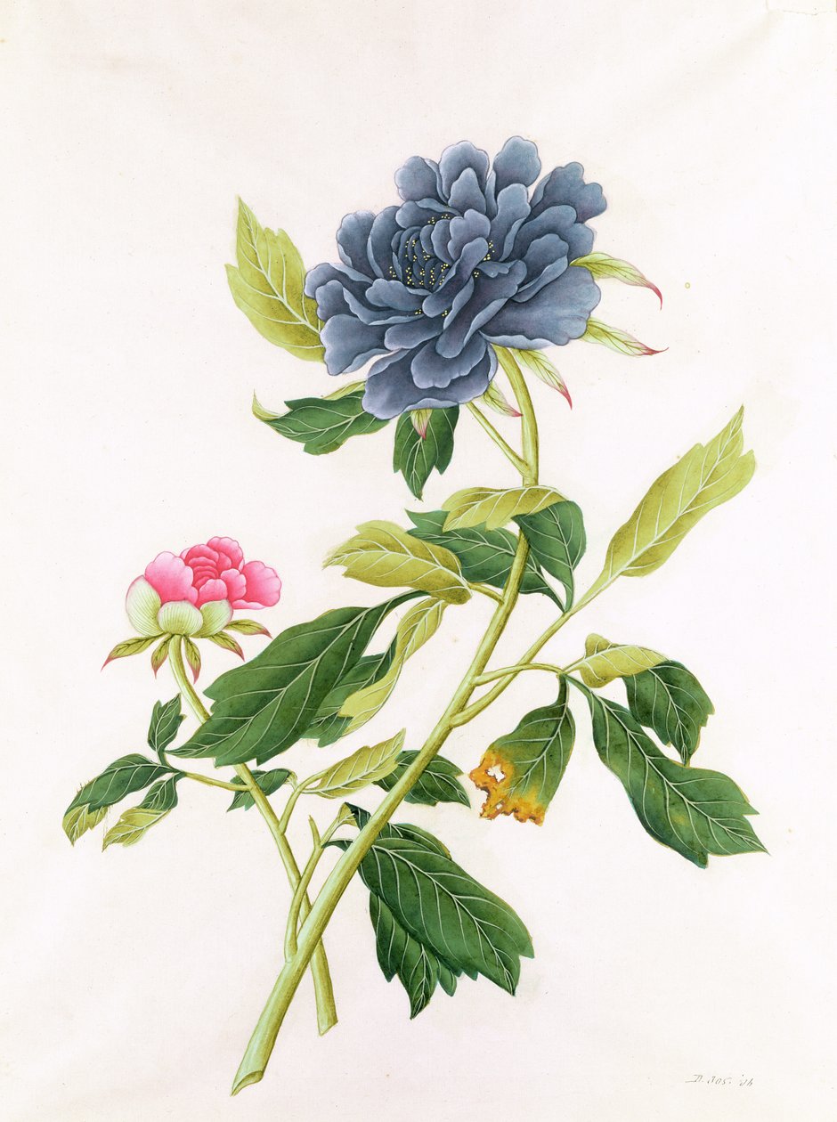 Pivoine - Georg Dionysius Ehret
