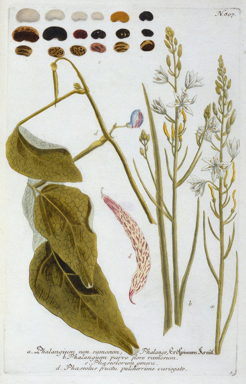 Phalangium de 