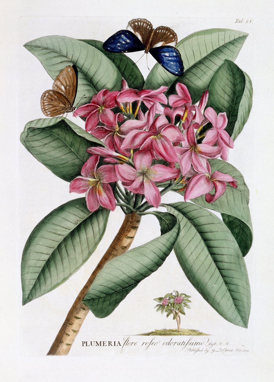 Plumeria, c.1749 - Georg Dionysius Ehret