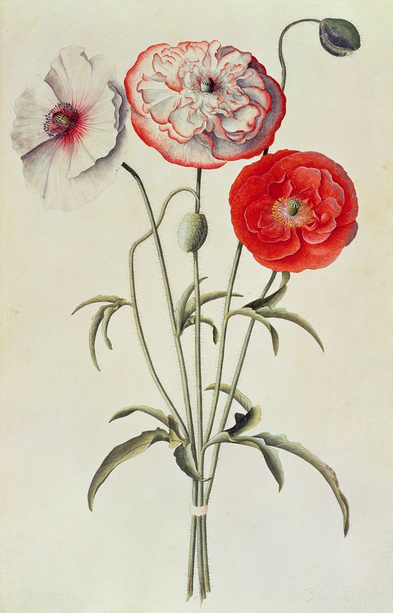 Coquelicots : Blé (Papaver Rhoeas) - Georg Dionysius Ehret