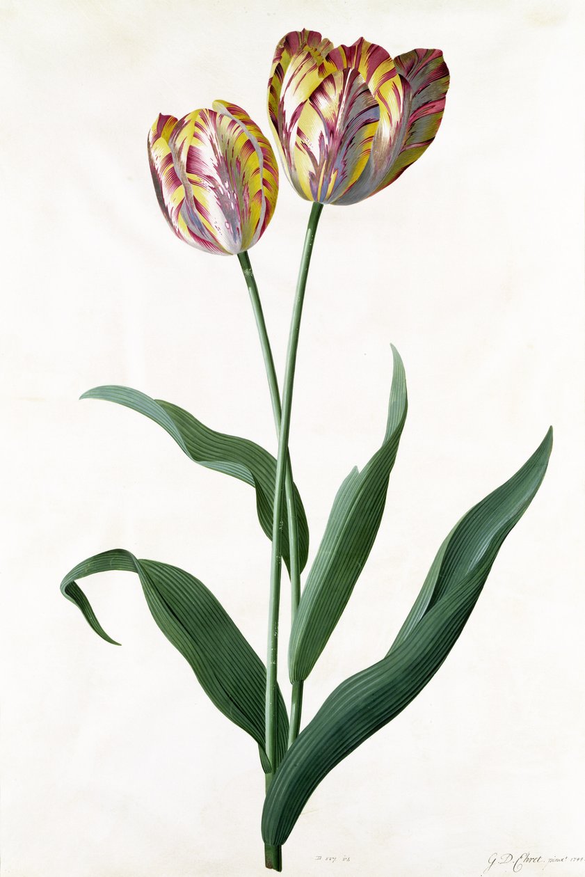 Tulipe Tulipe - Georg Dionysius Ehret