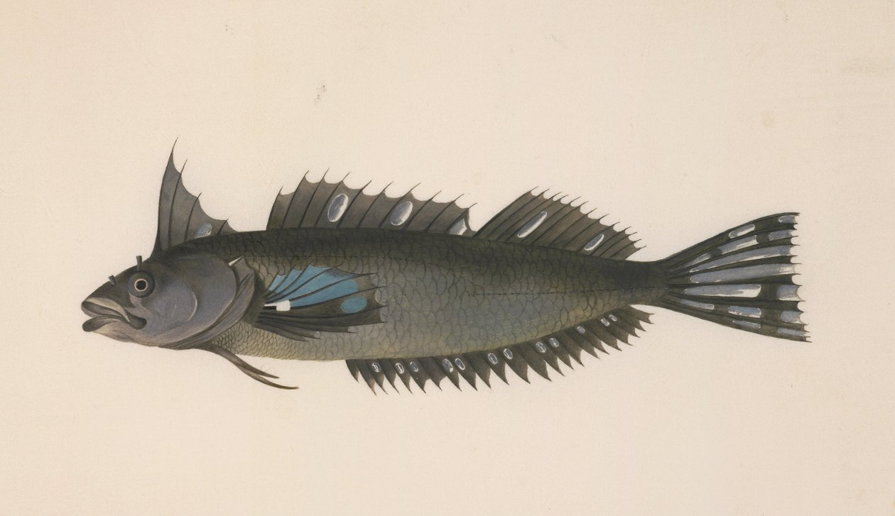 Un poisson de Nouvelle-Zélande - Johann Georg Adam Forster