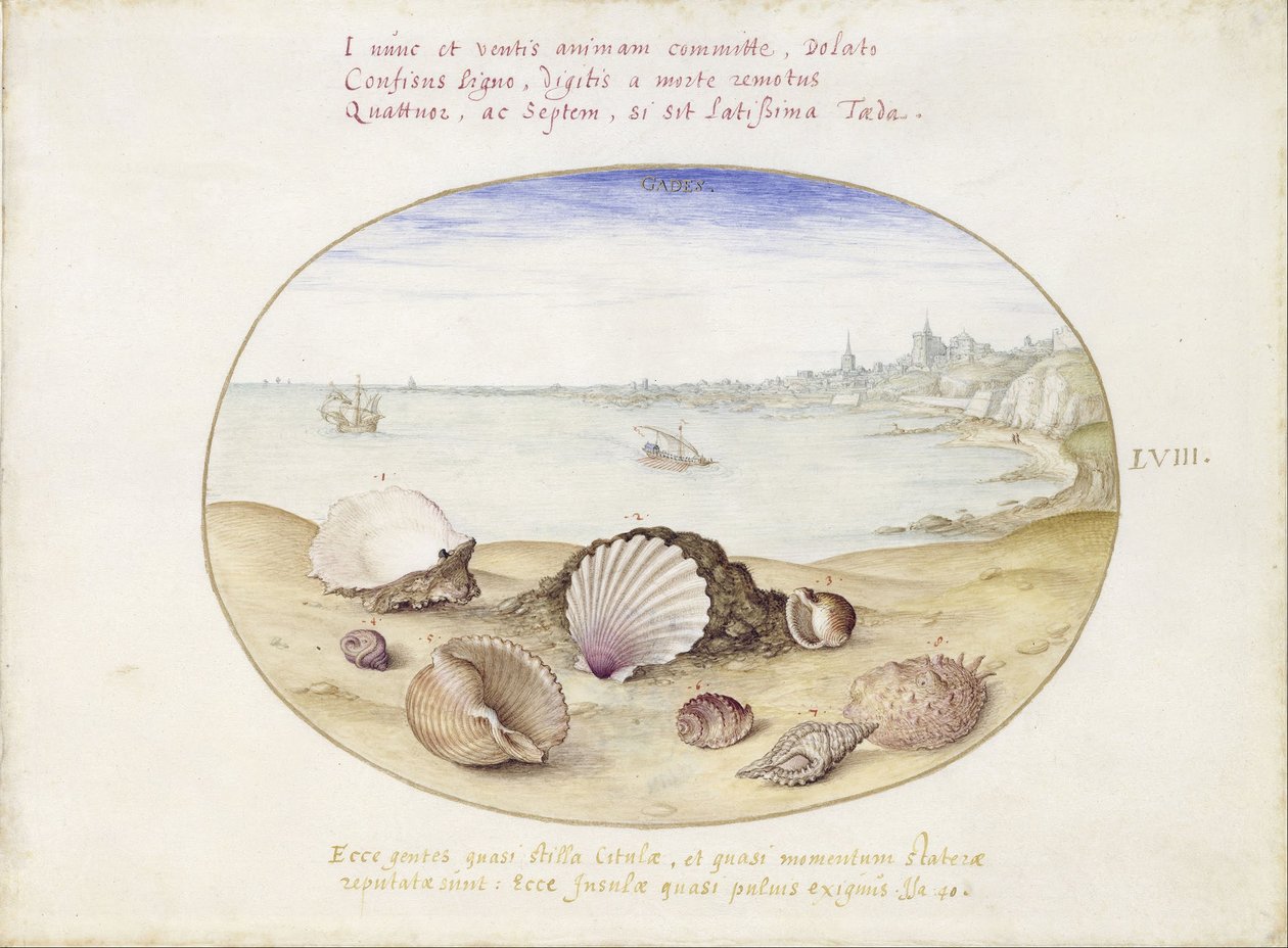 Coquillages et vue de Cadix - Georg Hoefnagel