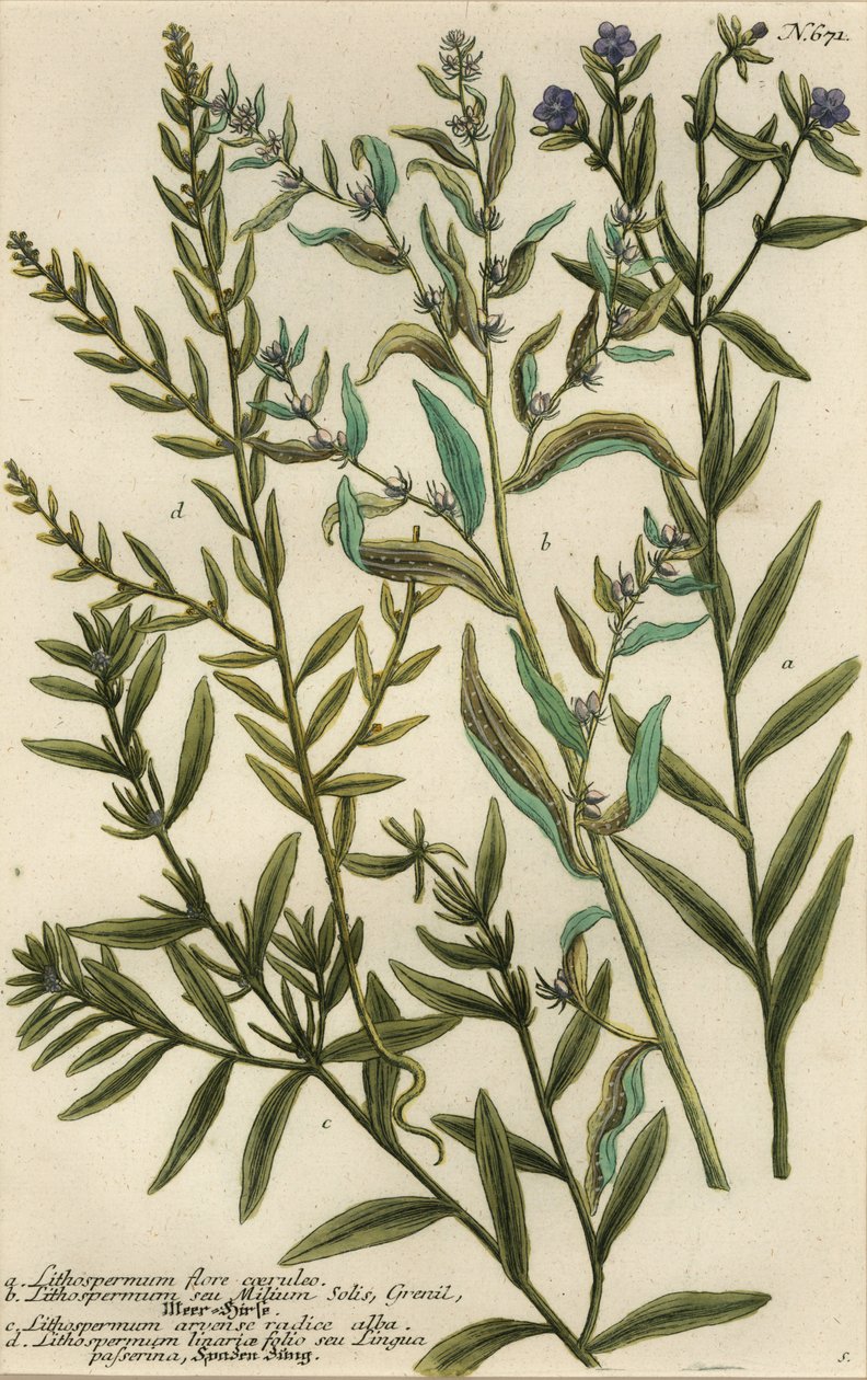 Variétés de gromwell, espèces de Lithospermum - Georg Dionysius (after) Ehret