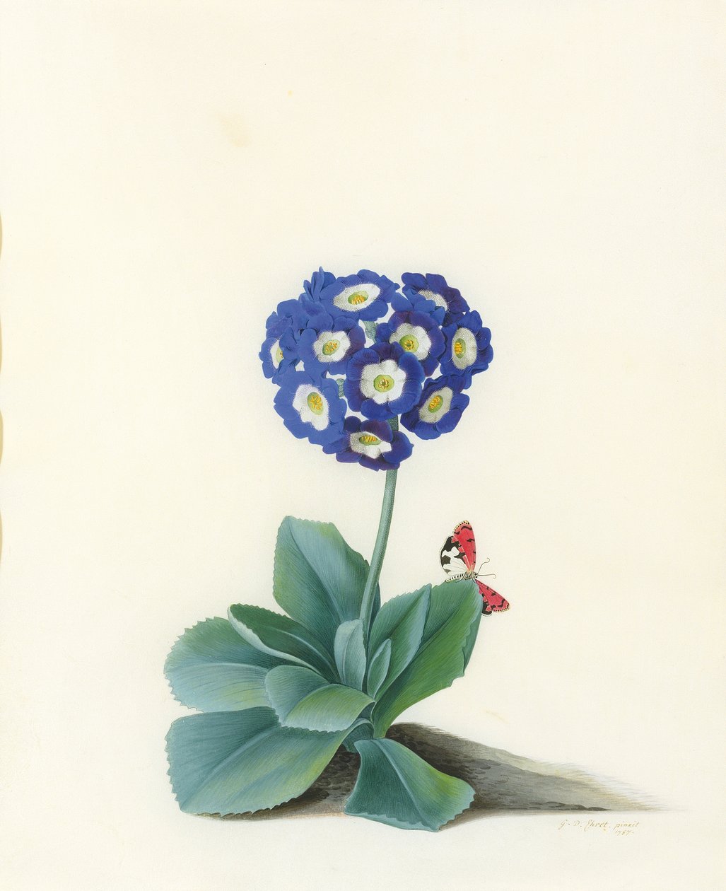 Une auricule bleue - Georg Dionysius Ehret