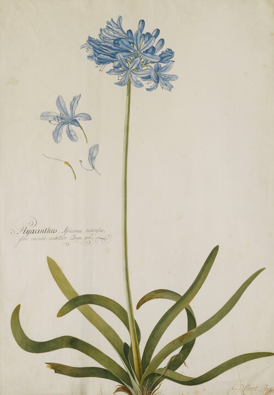 Agapanthus - Georg Dionysius Ehret