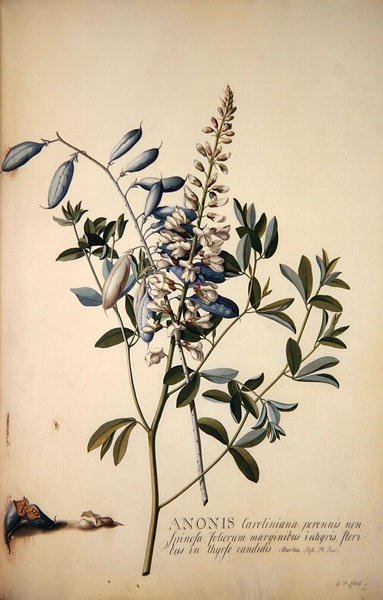 Anonis ou Rest Harrow - Georg Dionysius Ehret