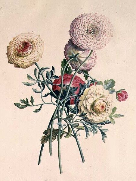 Asters - Georg Dionysius Ehret