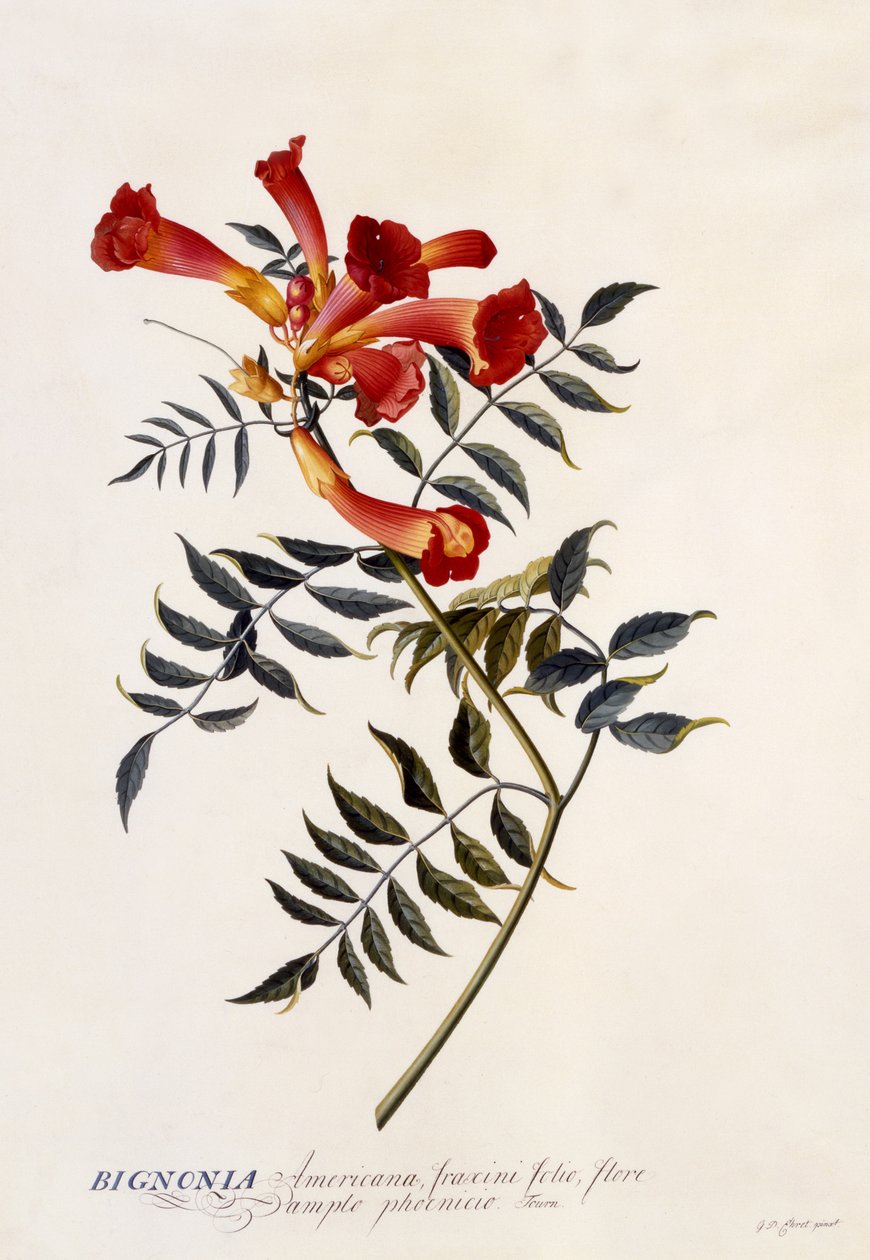 Bignonia Americana, c.1743 - Georg Dionysius Ehret