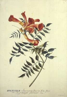 Bignonia americana, aquarelle - Georg Dionysius Ehret