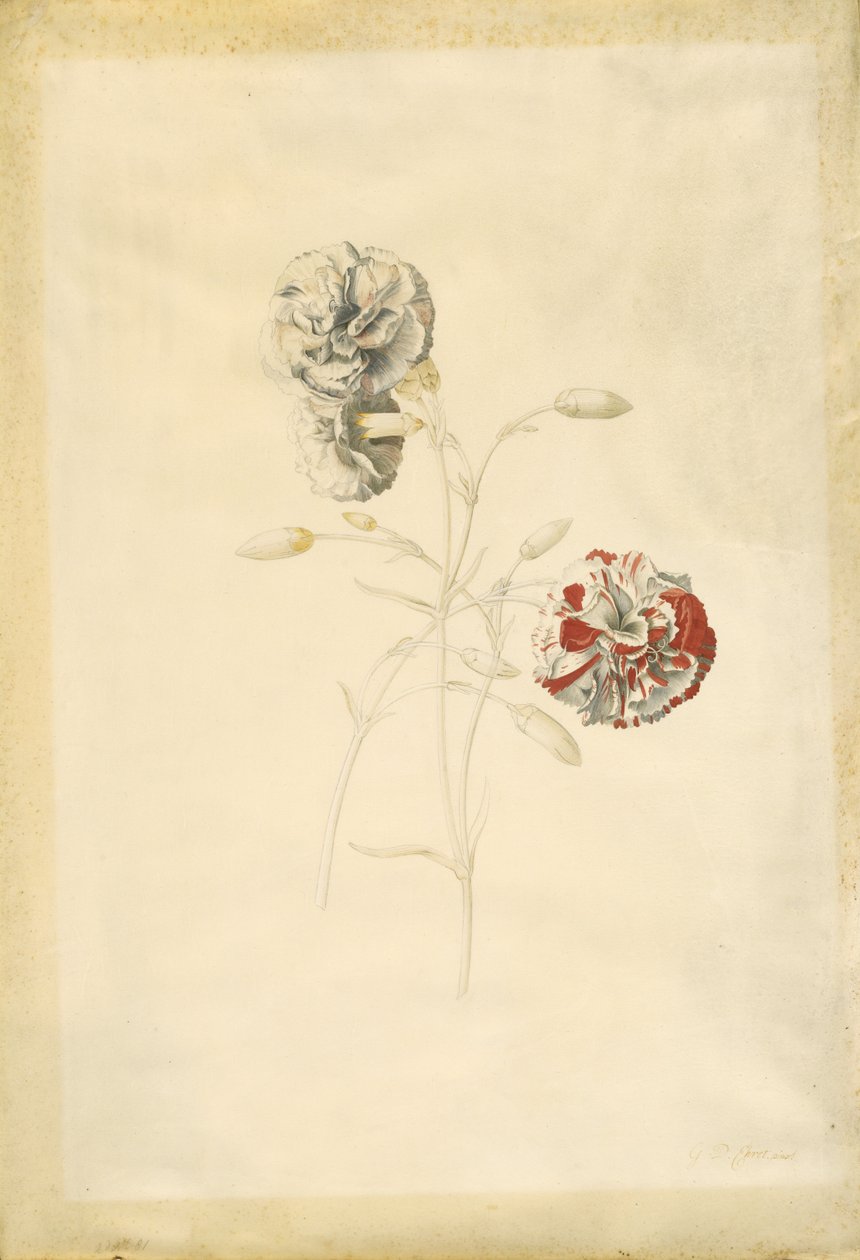 Œillets - Georg Dionysius Ehret