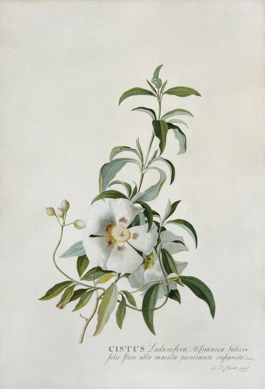 Ciste - Georg Dionysius Ehret
