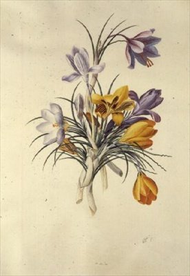 Crocus - Georg Dionysius Ehret