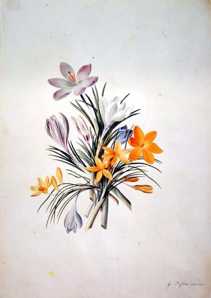 Bouquet de crocus - Georg Dionysius Ehret